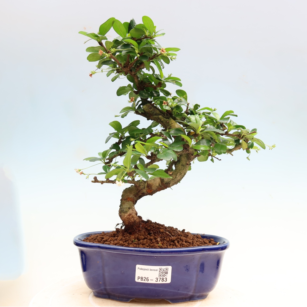 Bonsai pokojowe - Carmona macrophylla - Tea fuki