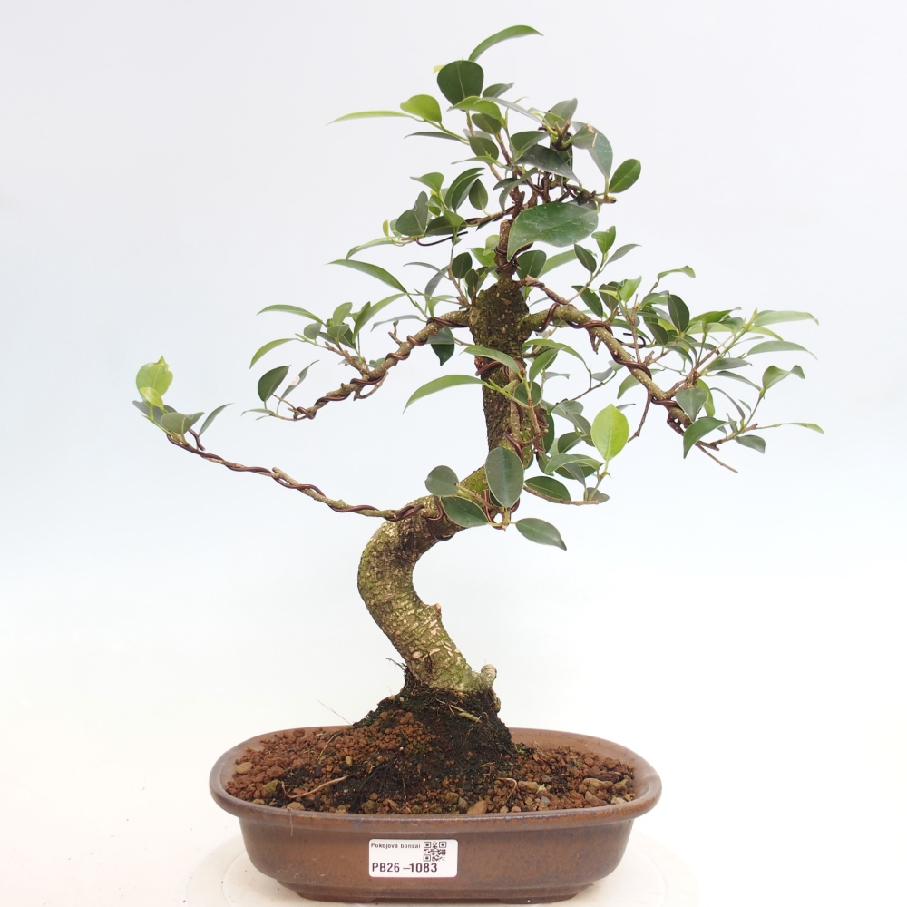 Pokój bonsai - Ficus retusa - figowiec drobnolistny