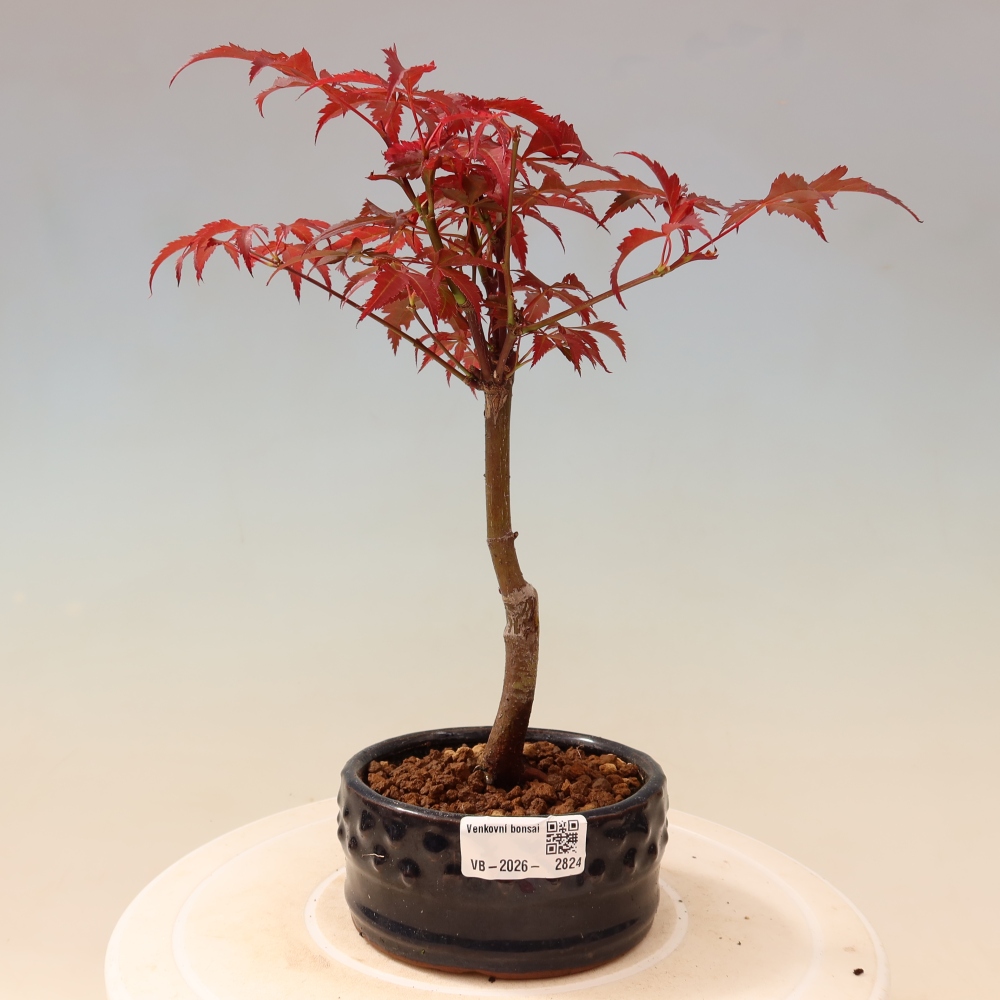 Bonsai na zewnątrz - Palma Acer. Atropurpureum-Javor palmate