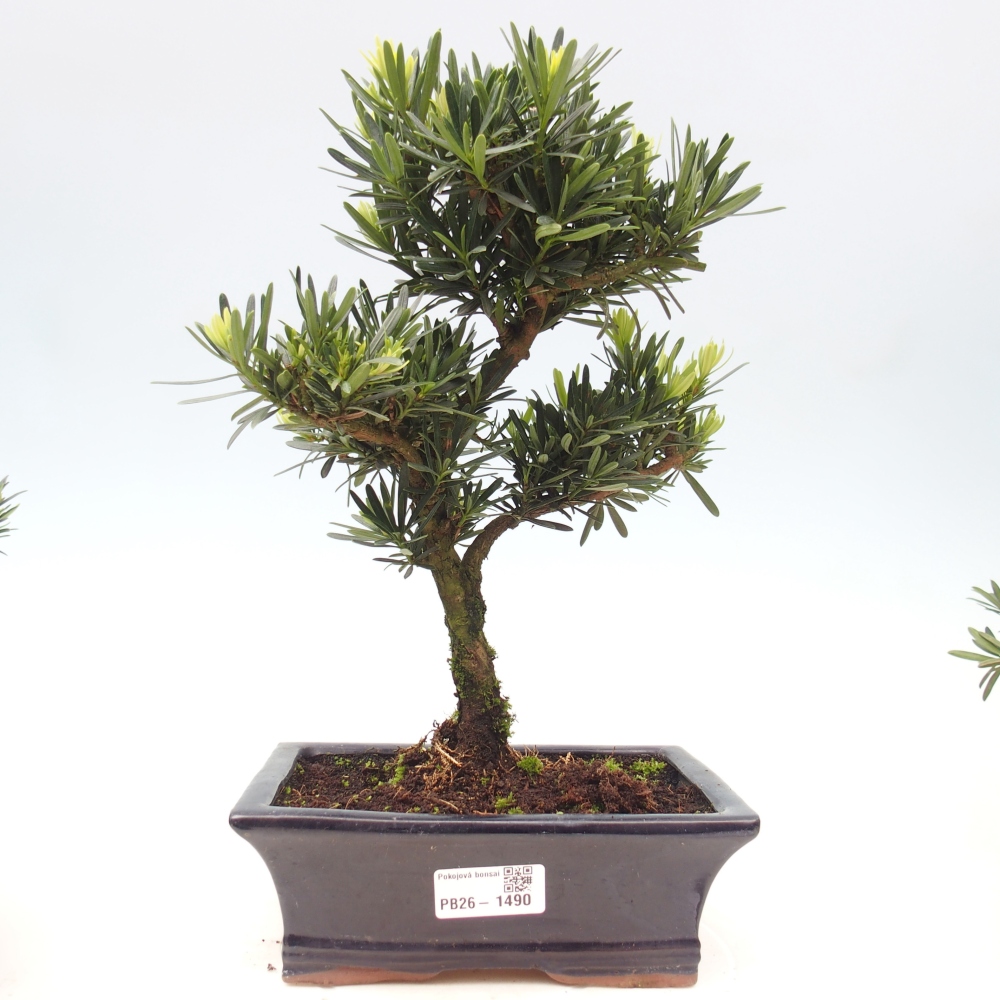 Pokój bonsai - Podocarpus - Kamienny cis