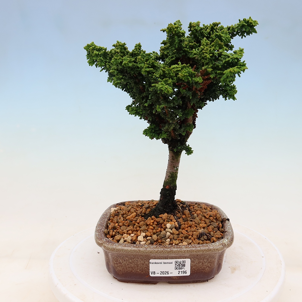 Bonsai zewnętrzne - Cham. obtusa SEKKA HINOKI - Cyprys
