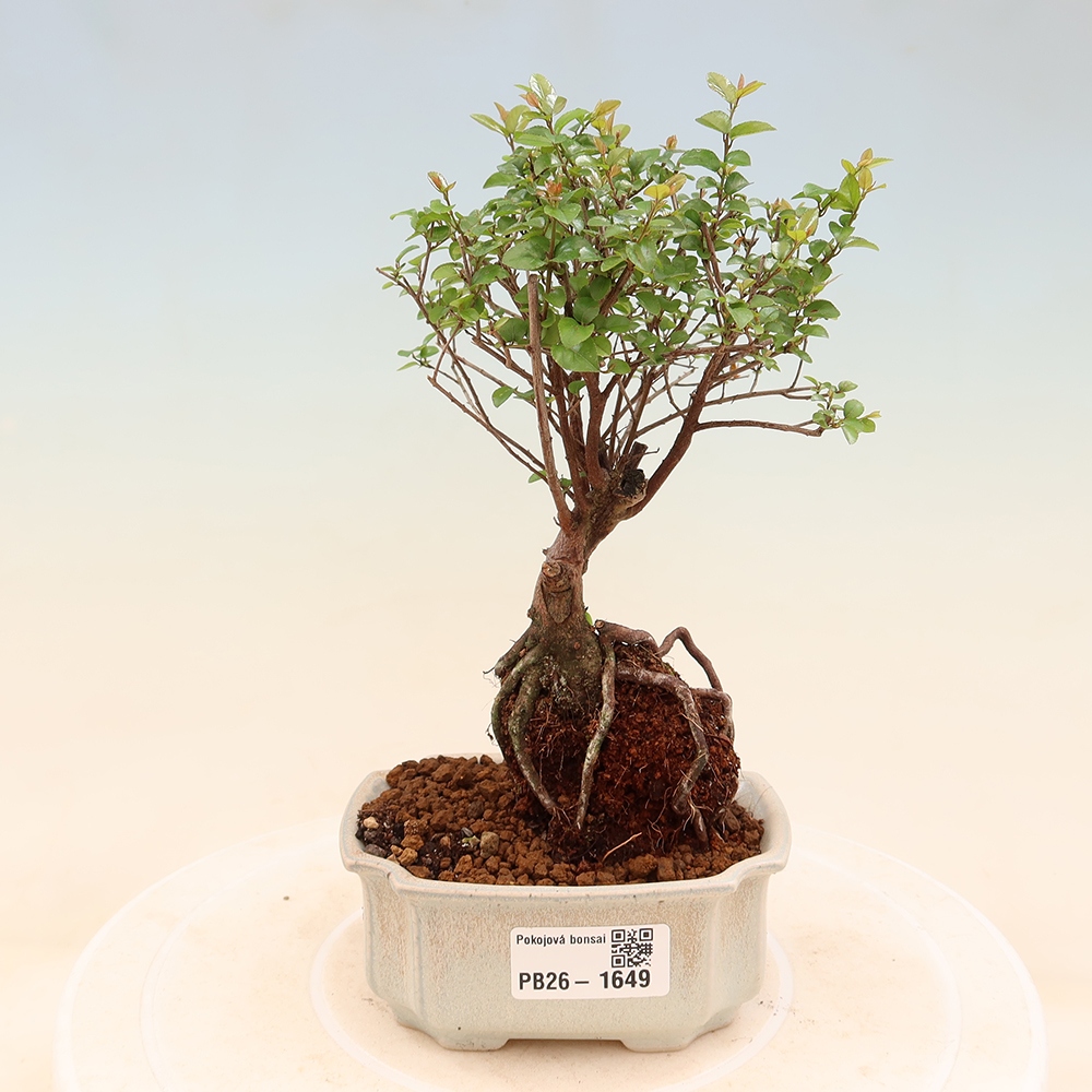 Bonsai pokojowe - Sageretia thea - Sageretia thea
