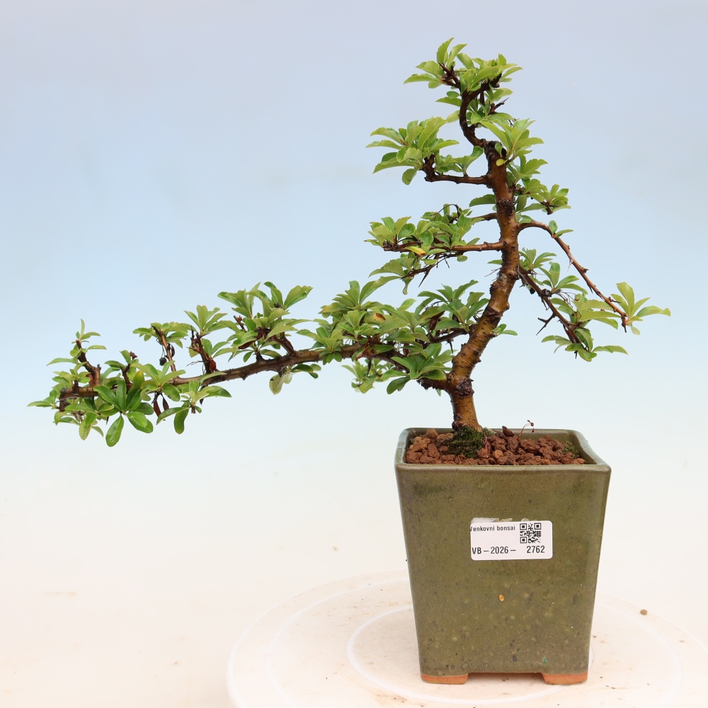 Bonsai ogrodowe – Pyracantha teton – ognik szkarłatny