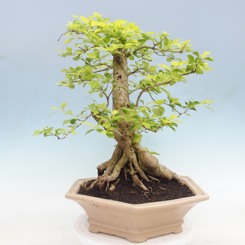 Bonsai pokojowe - Duranta erecta Aurea - WYŁĄCZNIE ODBIÓR OSOBISTY lub transport paletowy