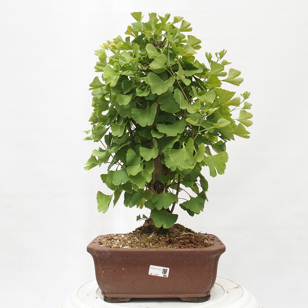 Outdoor bonsai - Jinan biloba - Ginkgo biloba