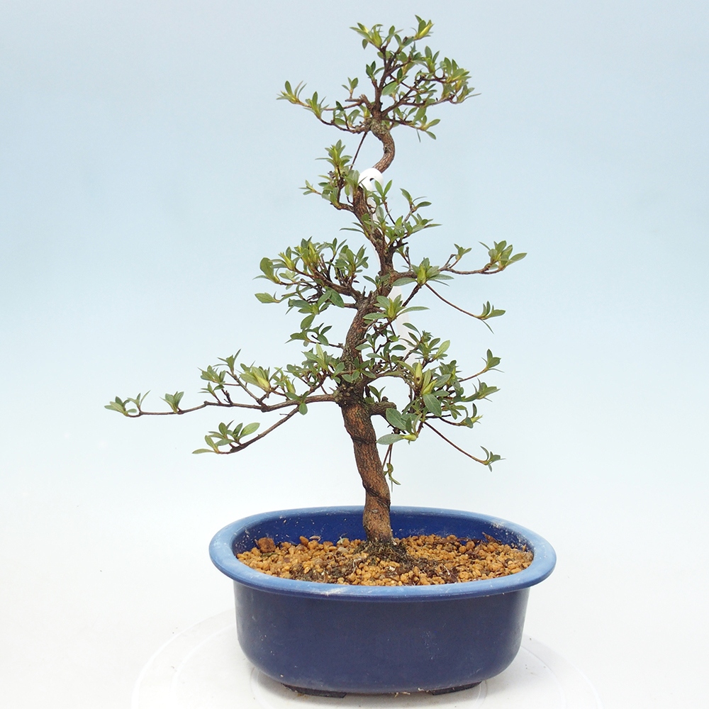 Bonsai zewnętrzne - Azalia japońska - Azalia Hand
