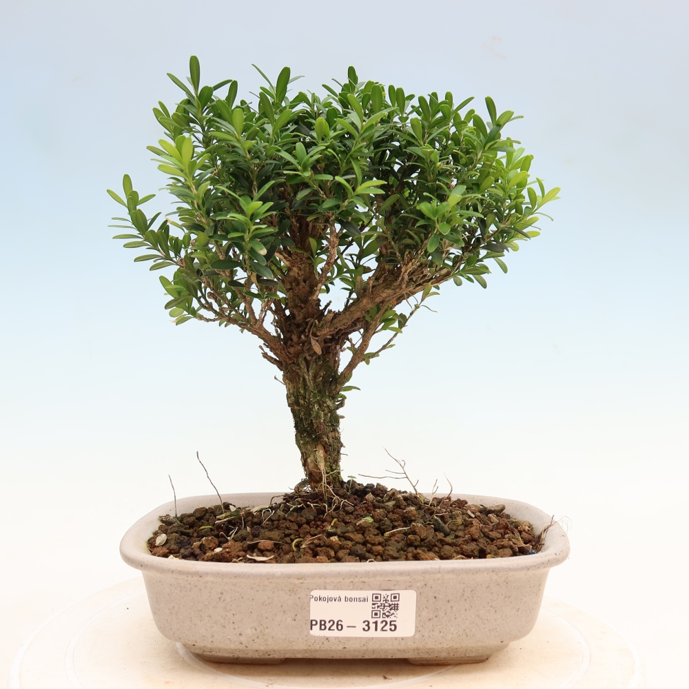 Pokój bonsai - Buxus harlandii - buxus korkowy