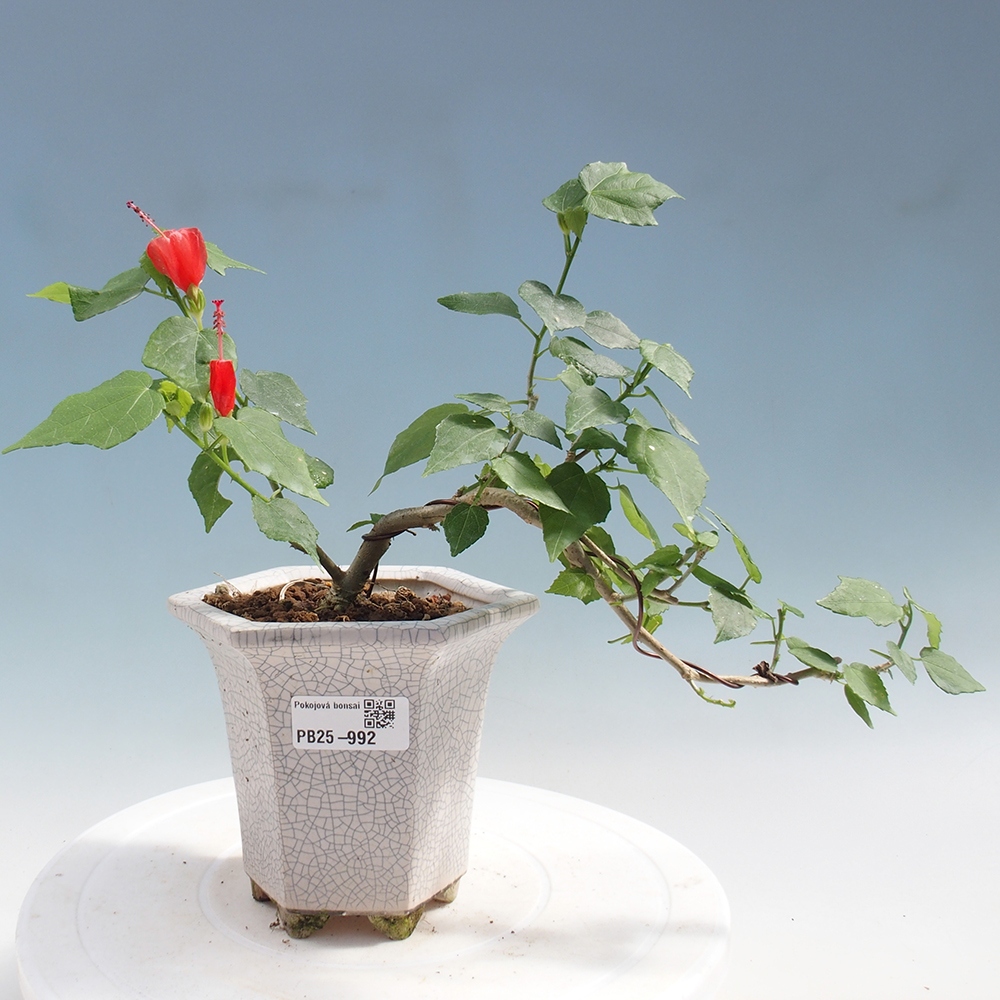 Kryte bonsai - Malvaviscus arboreus - hibiskus drzewny