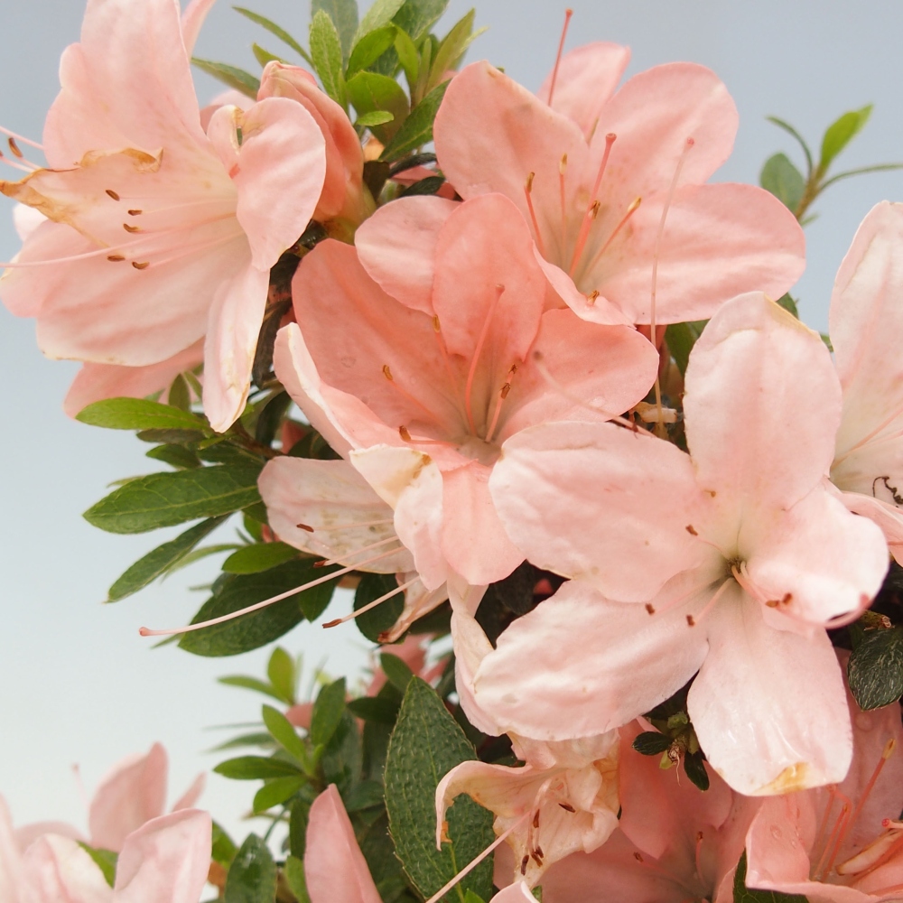 Bonsai ogrodowe - azalia japońska - Azalea Nikko