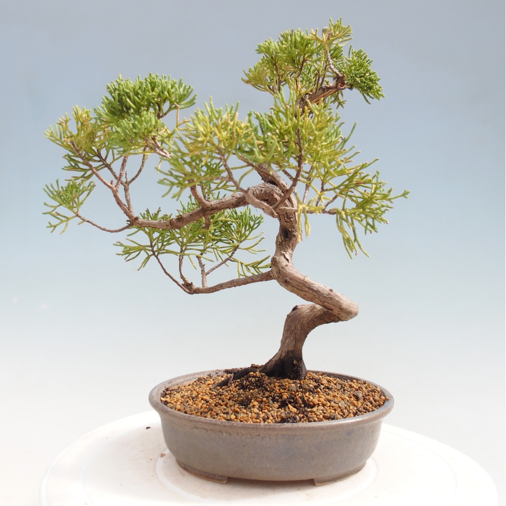 Outdoor bonsai - Juniperus chinensis Kishu