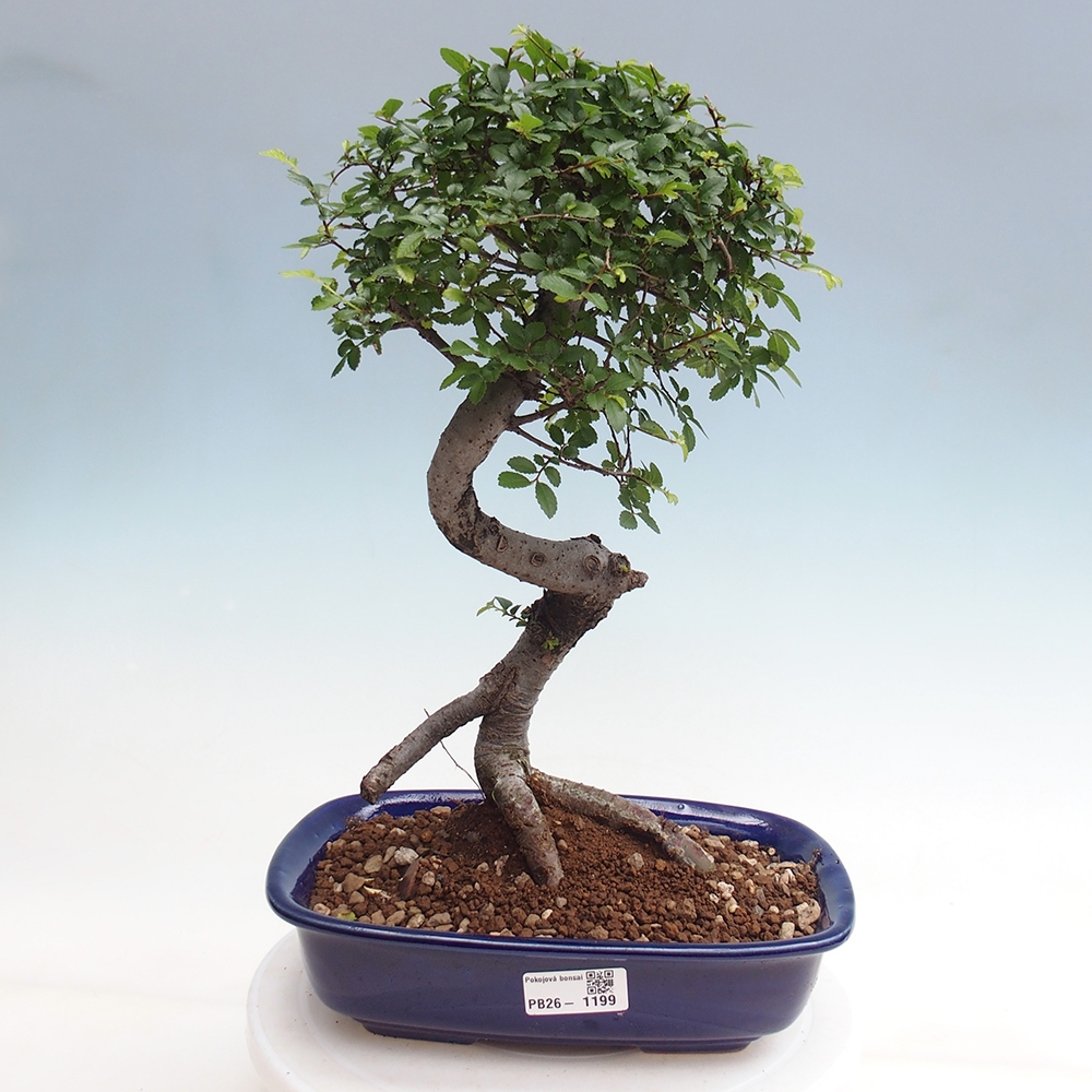 Pokój bonsai - Ulmus parvifolia - Wiąz drobnolistny