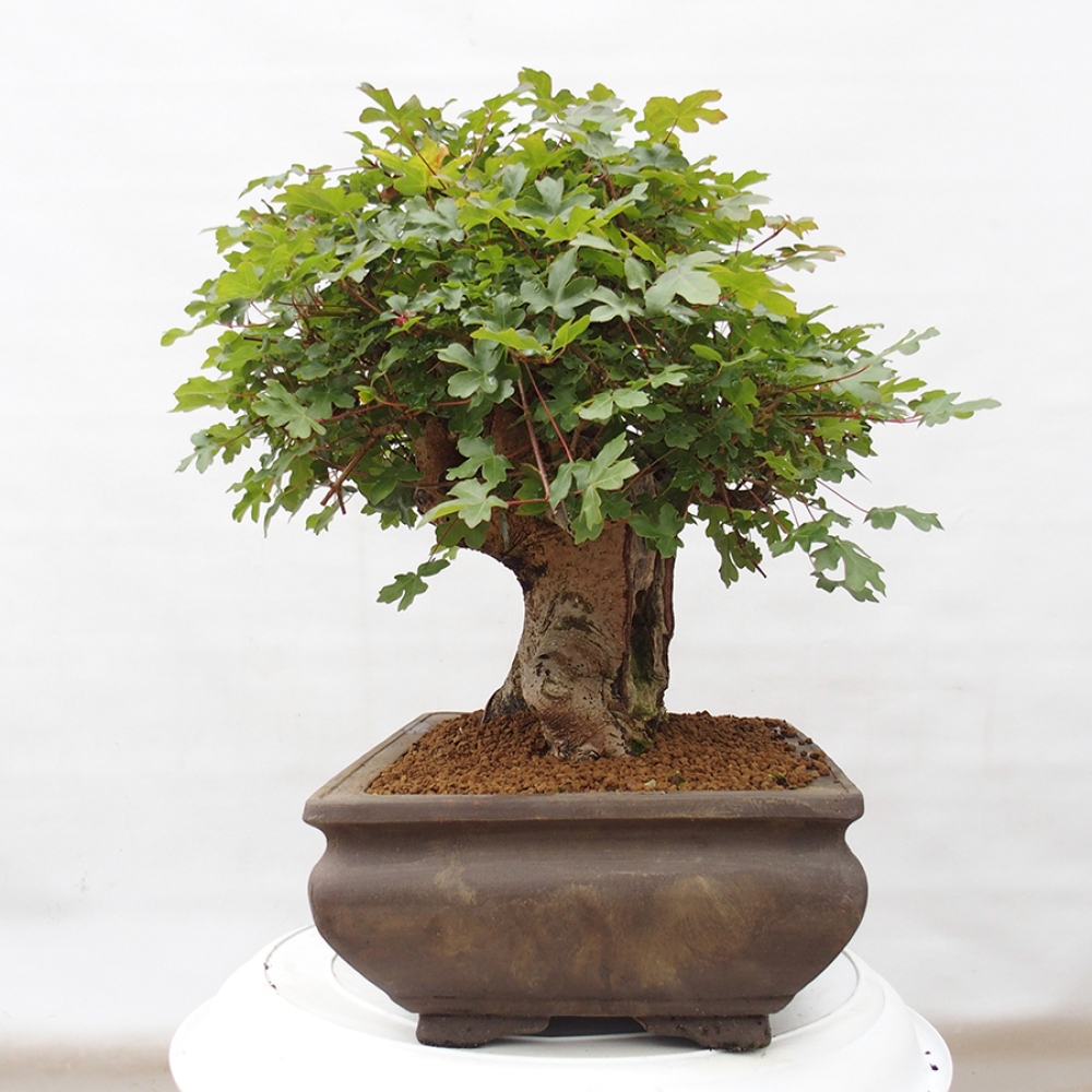 Bonsai zewnętrzne - Klon Francuski - Acer Nonspessulanum