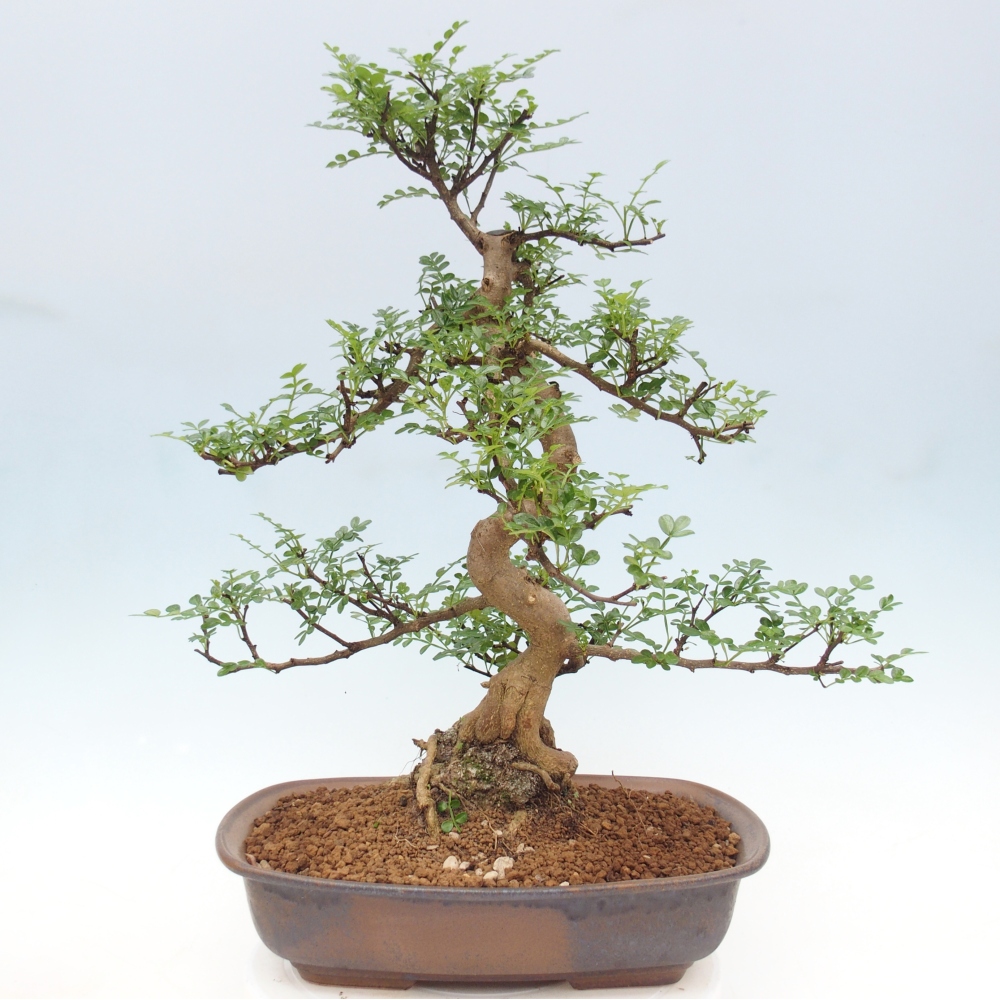 Pokój bonsai - Zantoxylum piperitum - drzewo pieprzowe