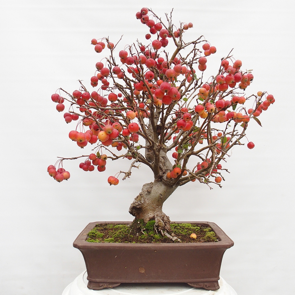 Bonsai plenerowe - Malus Halliana - Jabłoń drobnoowocowa