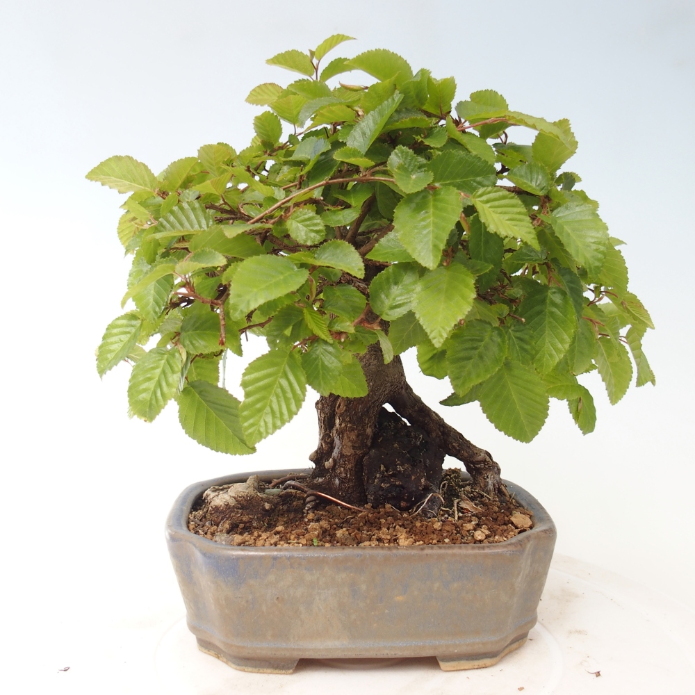 Outdoor bonsai - Carpinus CARPINOIDES - grab koreański