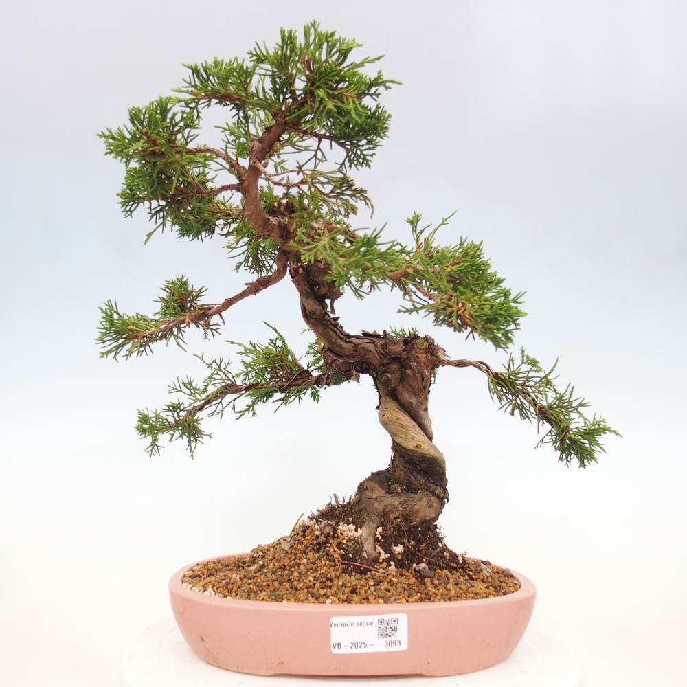 Outdoor bonsai - Juniperus chinensis Itoigawa - Jałowiec chiński