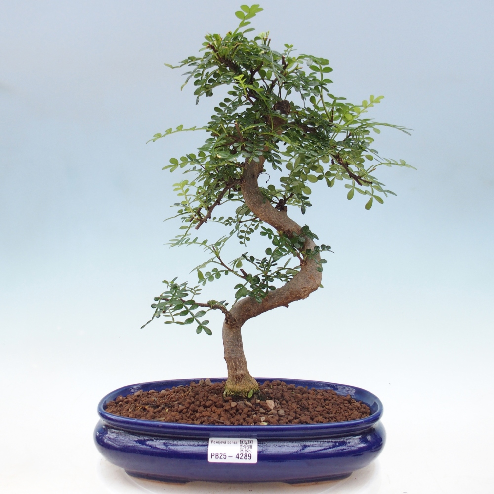 Pokój bonsai - Zantoxylum piperitum - drzewo pieprzowe