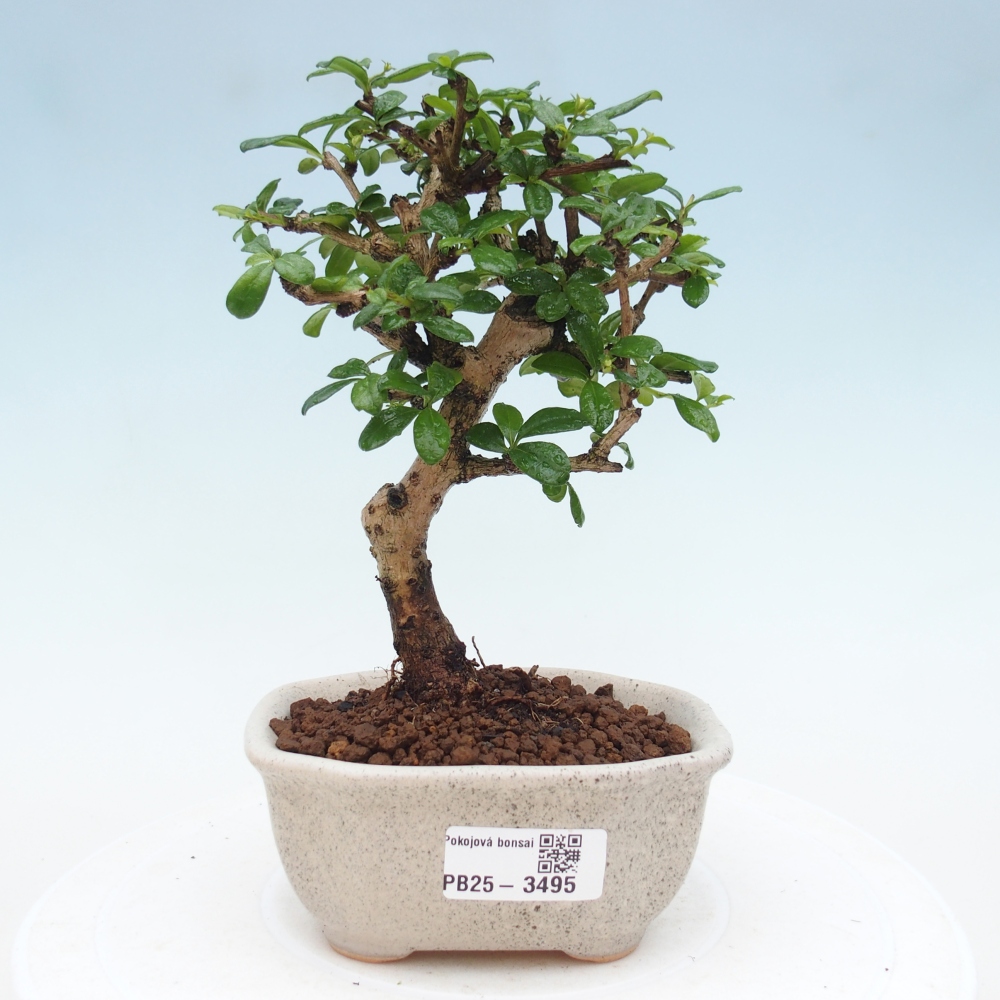 Bonsai pokojowe - Carmona macrophylla - Tea fuki
