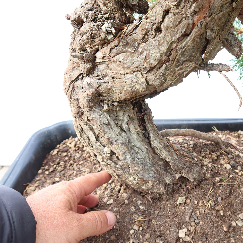 Pinus sylvestris Hiszpania – sosna zwyczajna