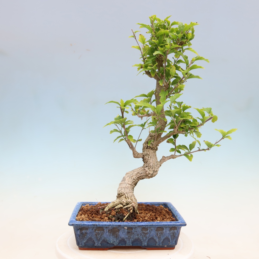 Bonsai ogrodowe – Hibiscus syriacus – hibiskus syryjski