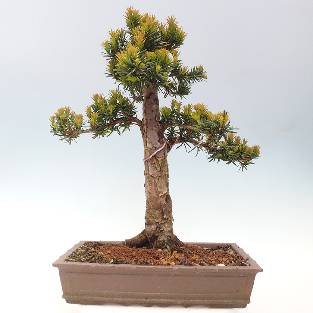 Bonsai na zewnątrz - Taxus cuspidata - cis japoński