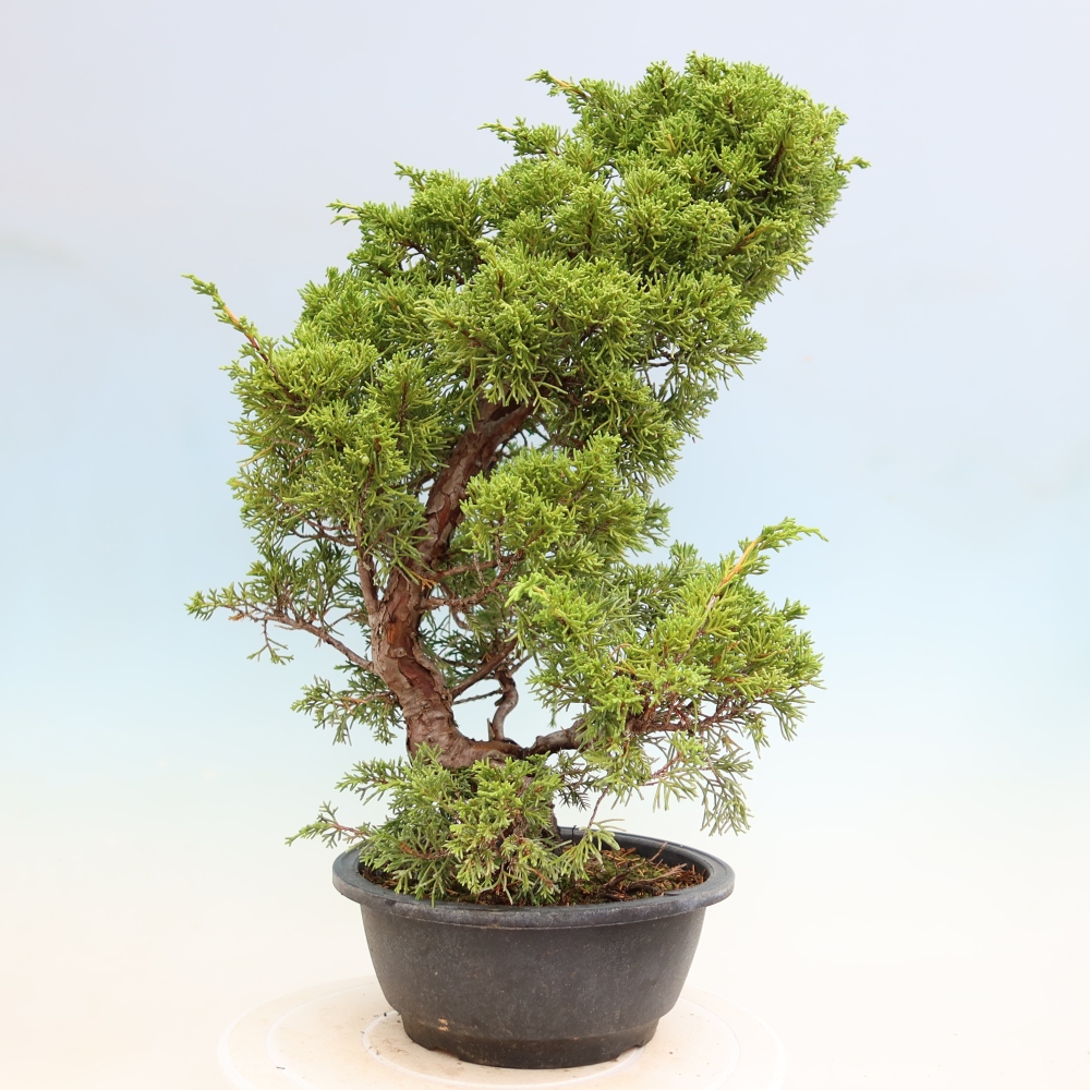 Bonsai ogrodowe – Juniperus chinensis Itoigawa – jałowiec chiński