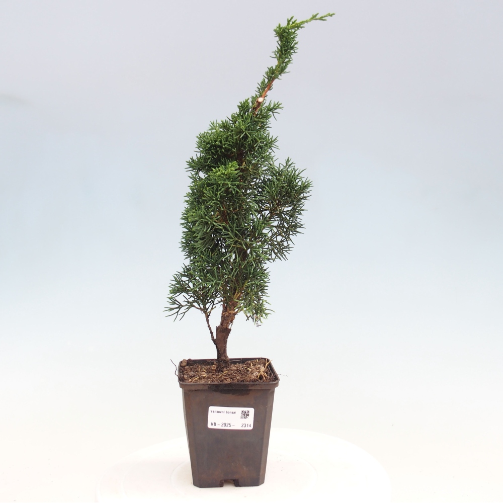 Outdoor bonsai - Juniperus chinensis Kishu - chiński jałowiec