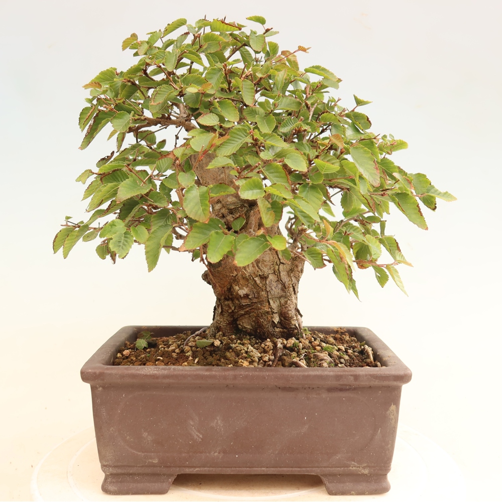 Outdoor bonsai - Carpinus CARPINOIDES - grab koreański
