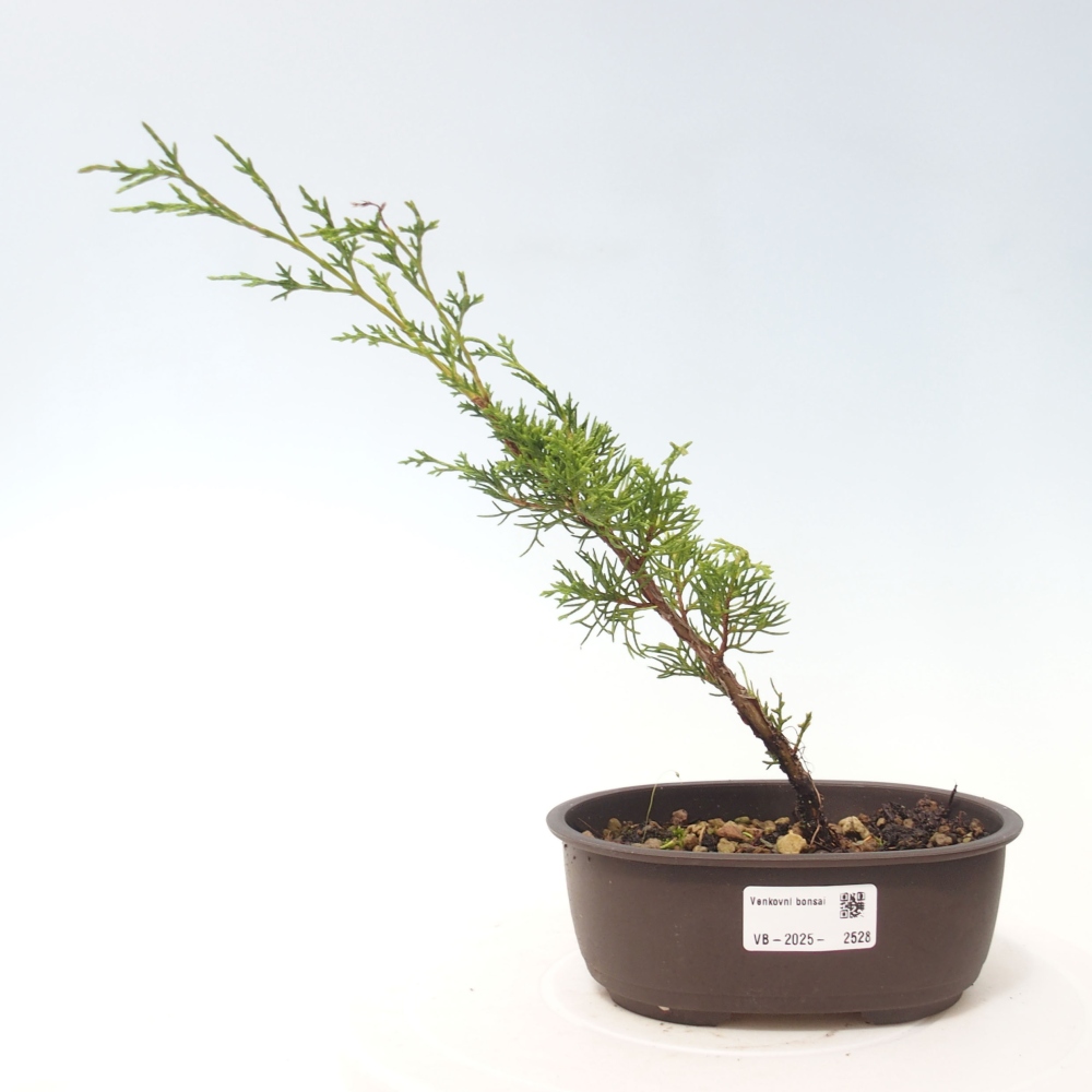 Outdoor bonsai - Juniperus chinensis Itoigawa - Jałowiec chiński