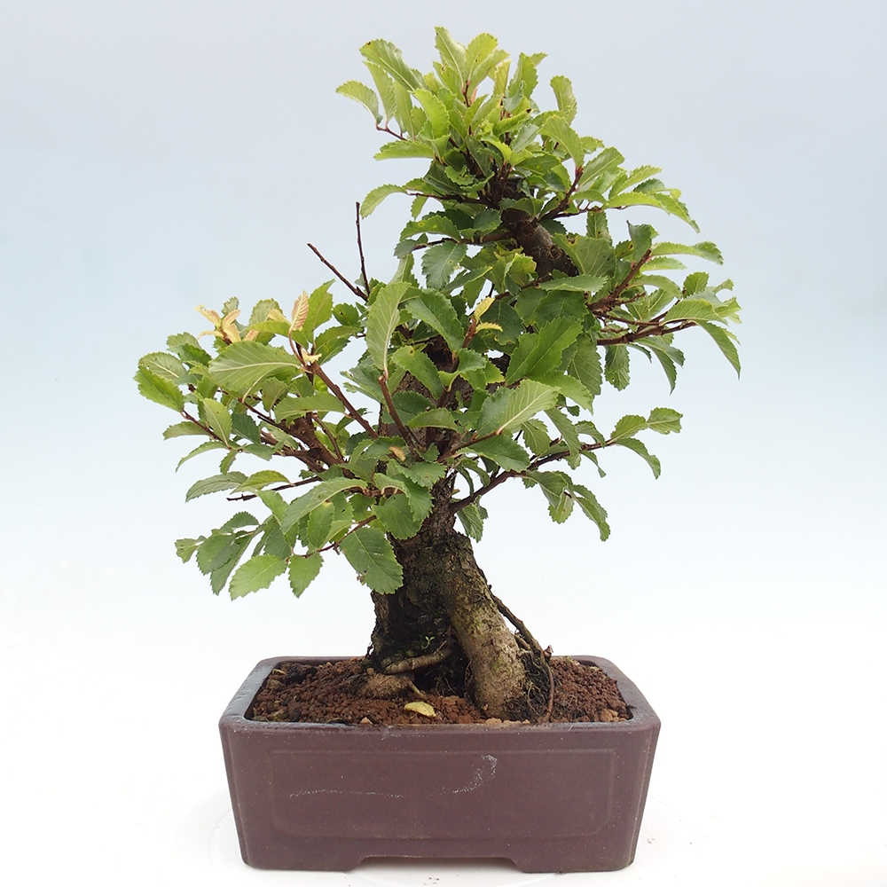 Bonsai na zewnątrz - Zelkova - Zelkova serrata