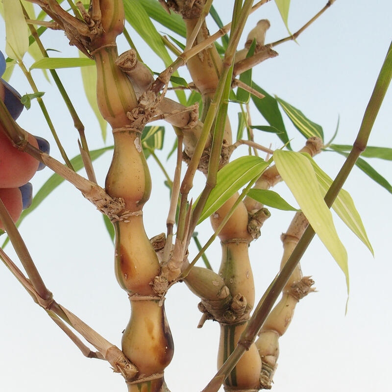 Room bonsai - Bamboo budha - Bamboo budha belly