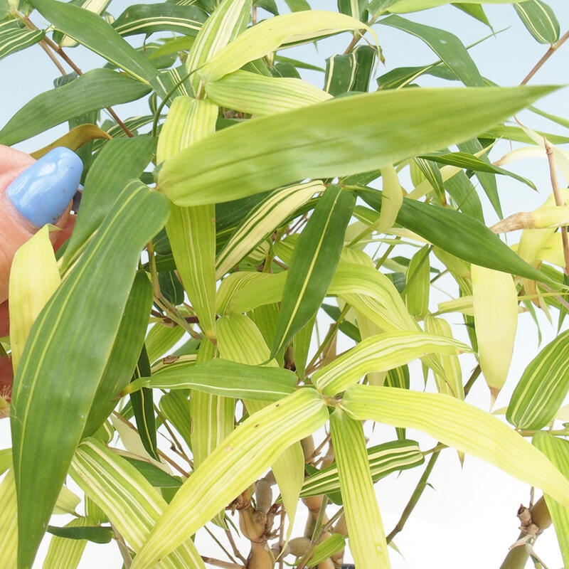 Room bonsai - Bamboo budha - Bamboo budha belly