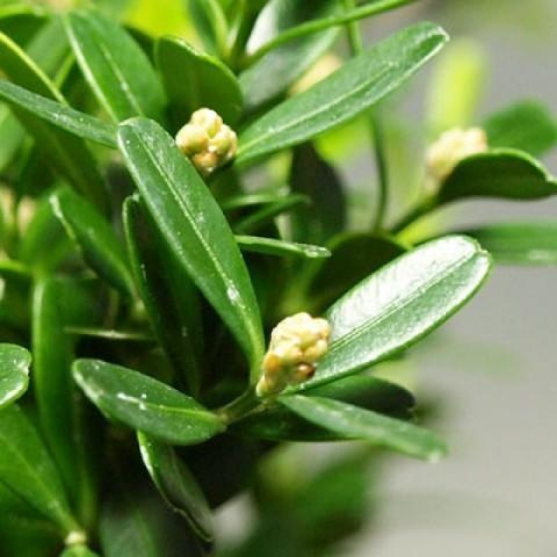 Pokój bonsai - Buxus harlandii - buxus korkowy