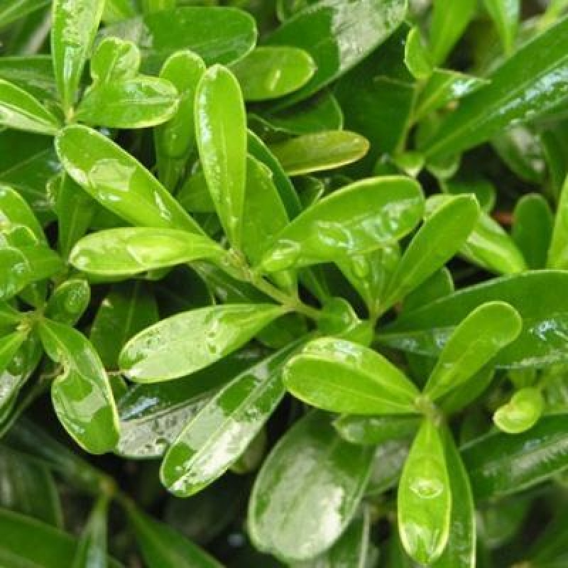 Kryty bonsai - Buxus harlandii - Bukszpan korkowy