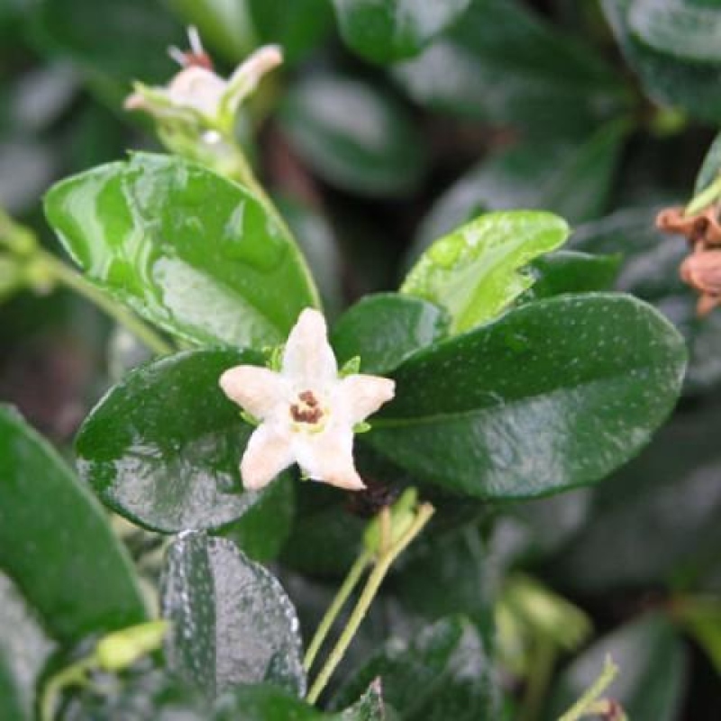 Bonsai pokojowe - Carmona macrophylla - Tea fuki