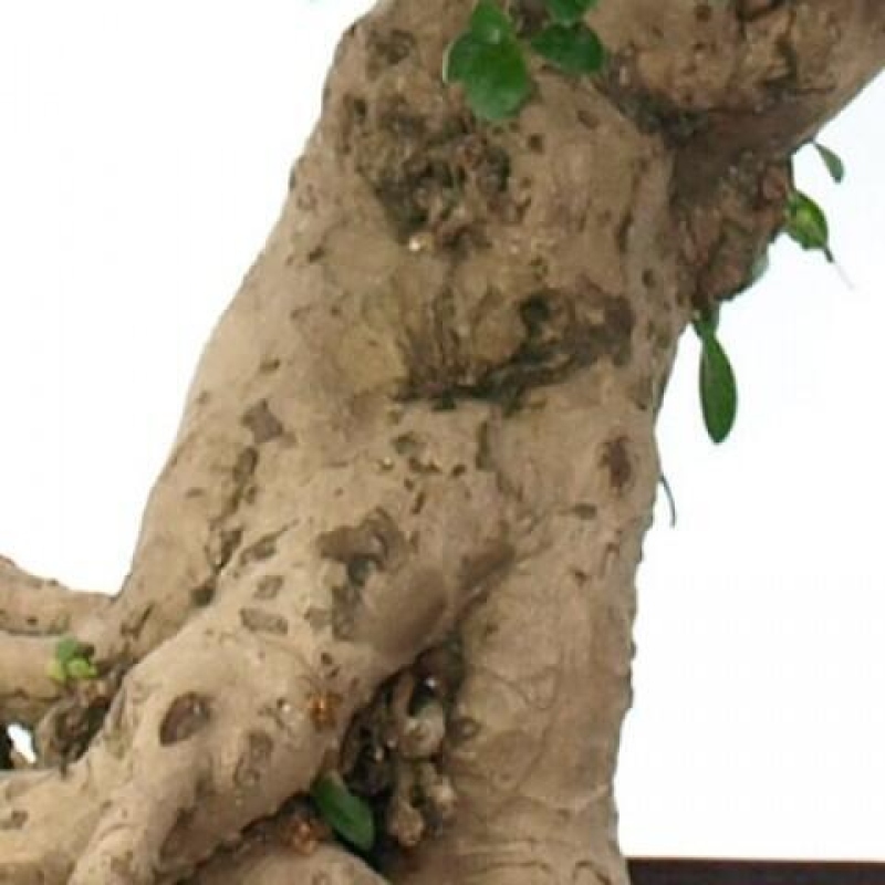 Bonsai pokojowe - Carmona macrophylla - Tea fuki