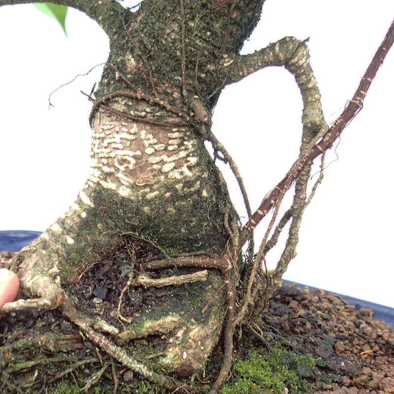 Kryty bonsai - Ficus kimmen - figowiec drobnolistny