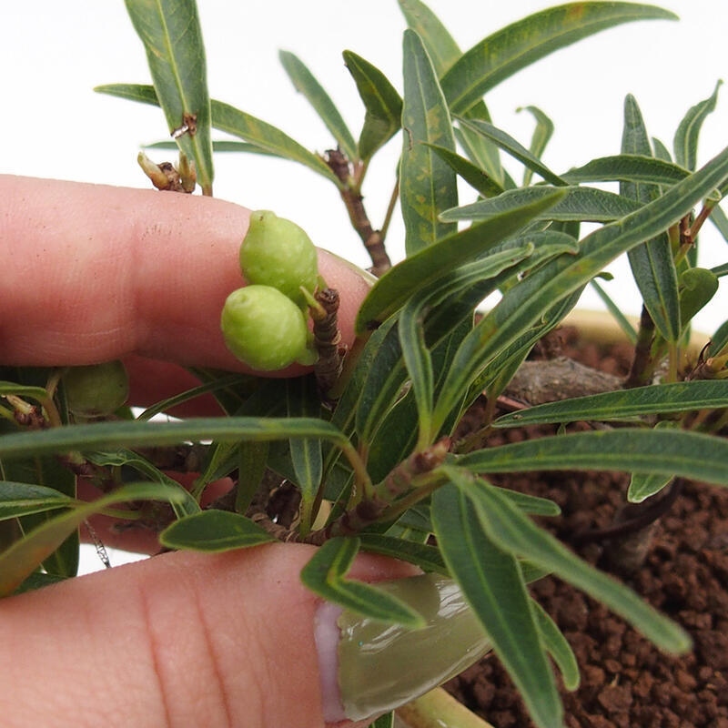 Pokój bonsai - Ficus nerifolia - figowiec drobnolistny