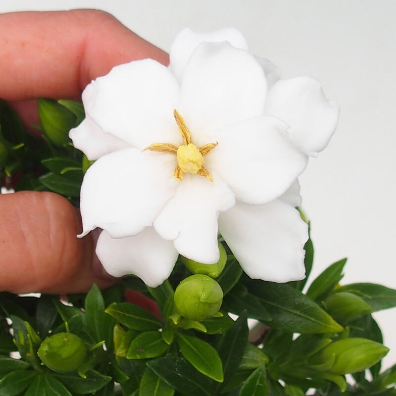 Bonsai pokojowe – Gardenia jasminoides – Gardenia