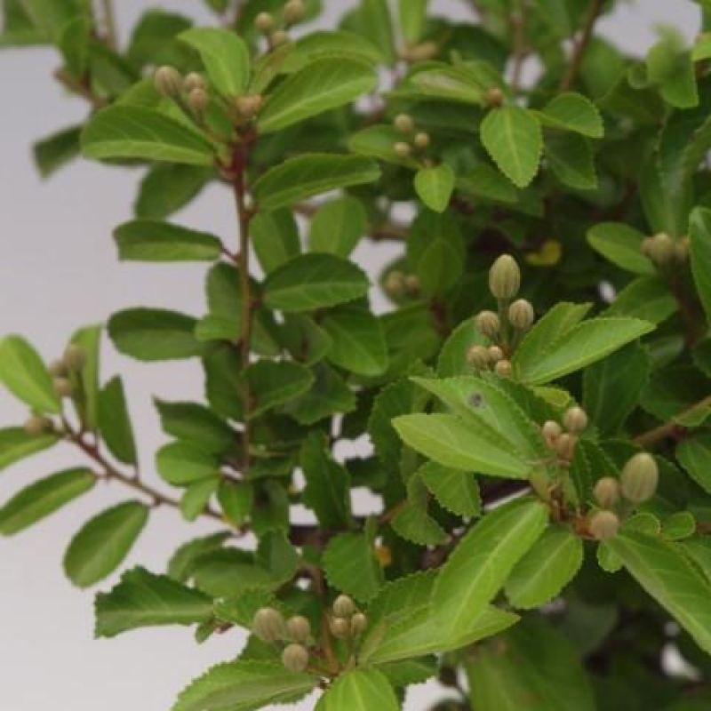 Bonsai pokojowe – Grewia occidentalis – Gwiazdnica lawendowa
