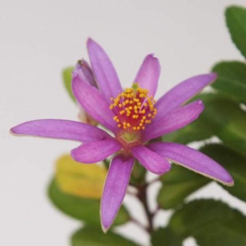 Bonsai pokojowe – Grewia occidentalis – Gwiazdnica lawendowa