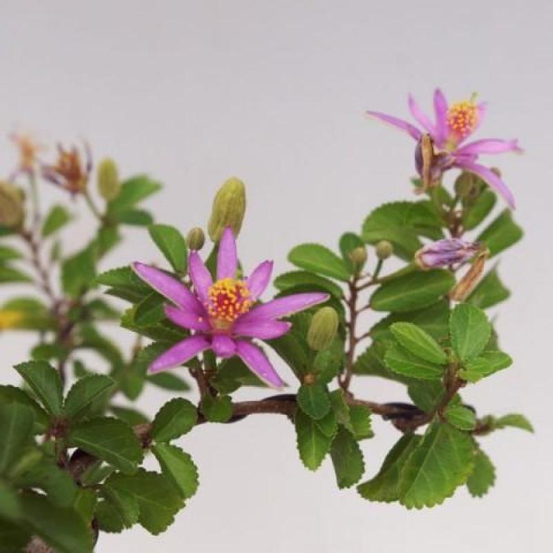 Bonsai pokojowe – Grewia occidentalis – Gwiazdnica lawendowa