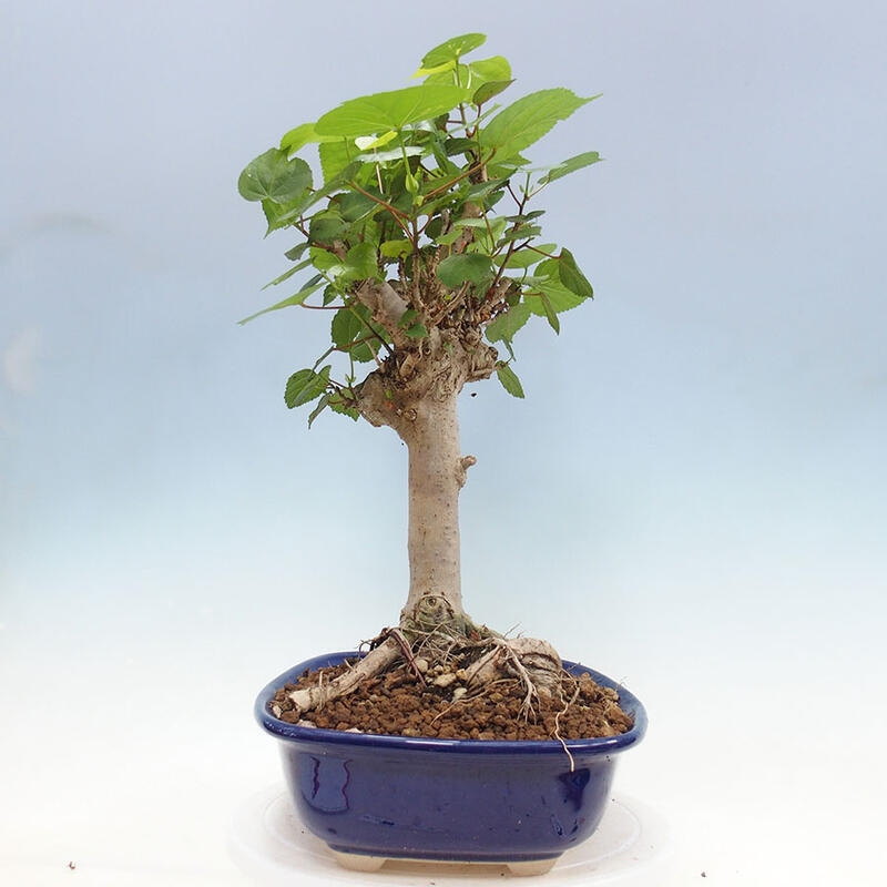 Bonsai do wnętrz - Hibiscus tiliaceus - Hibiskus morski + książka SUISEKI Gratis