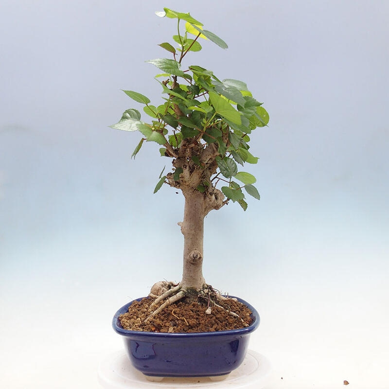 Bonsai do wnętrz - Hibiscus tiliaceus - Hibiskus morski + książka SUISEKI Gratis