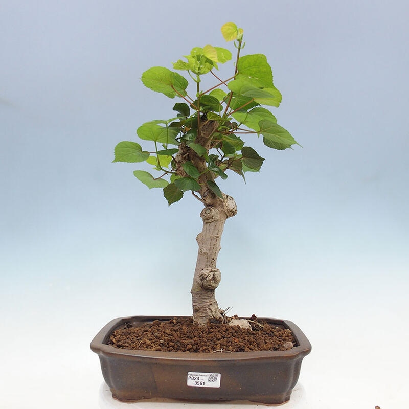 Bonsai do wnętrz - Hibiscus tiliaceus - Hibiskus morski + książka SUISEKI Gratis