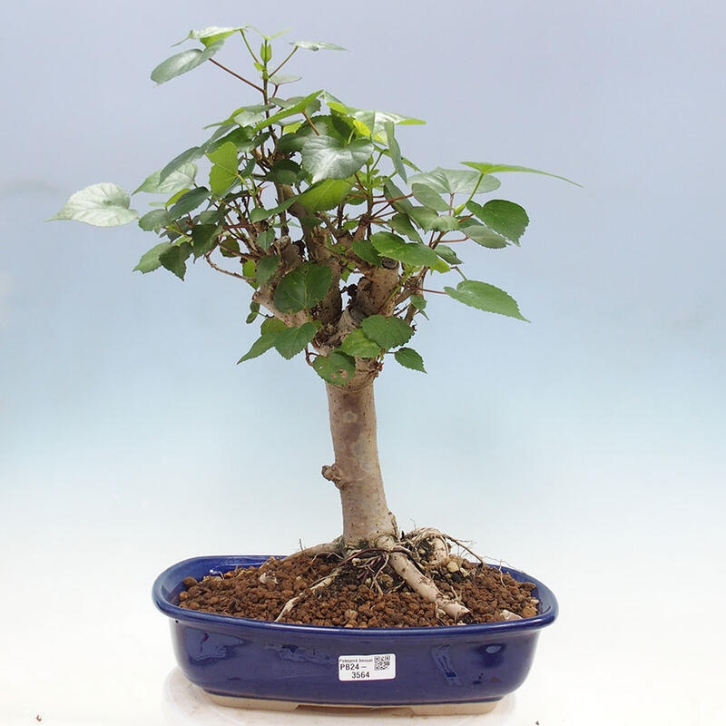 Bonsai do wnętrz - Hibiscus tiliaceus - Hibiskus morski + książka SUISEKI Gratis