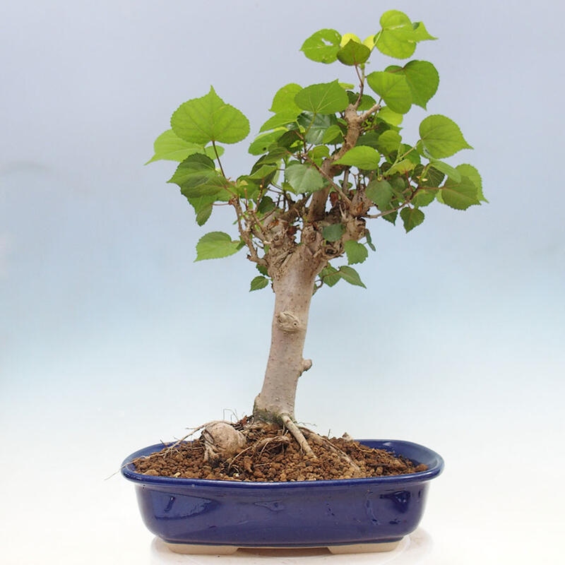 Bonsai do wnętrz - Hibiscus tiliaceus - Hibiskus morski + książka SUISEKI Gratis