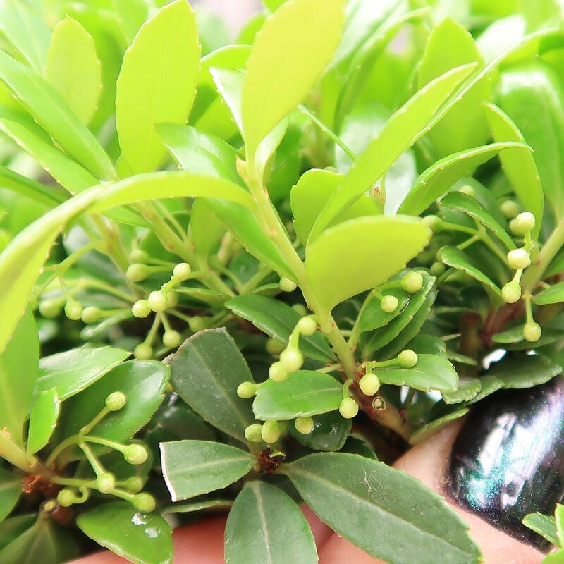 Pokój bonsai - Ilex crenata - Ostrokrzew