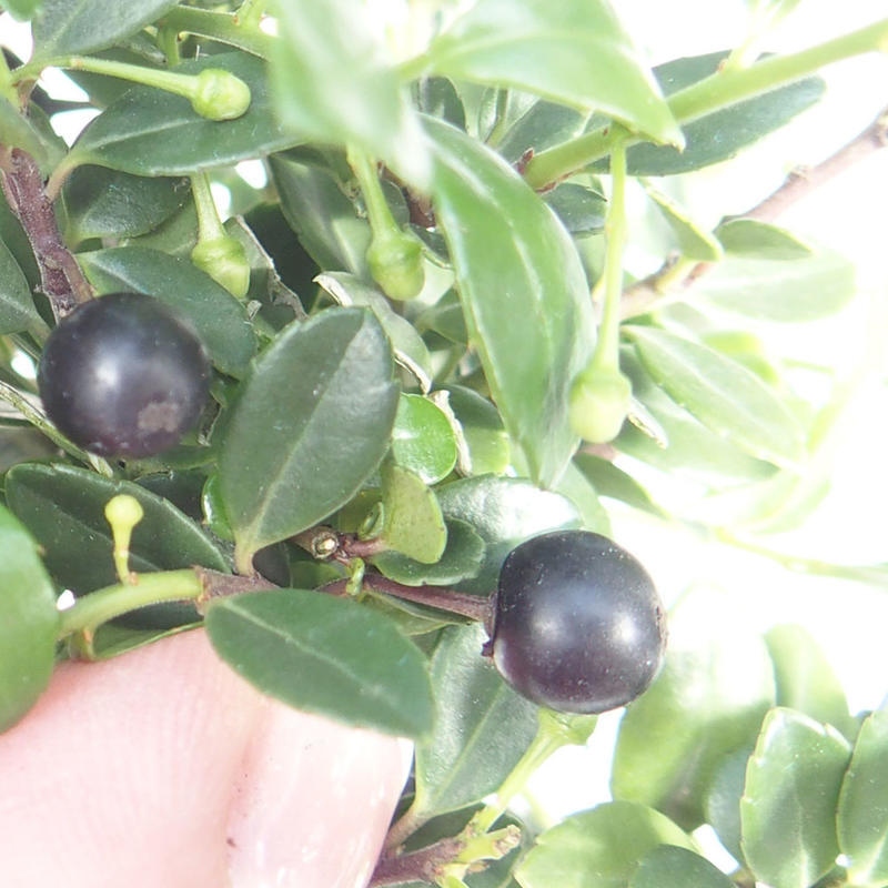 Kokedama z podstawką – Ilex crenata – ostrokrzew