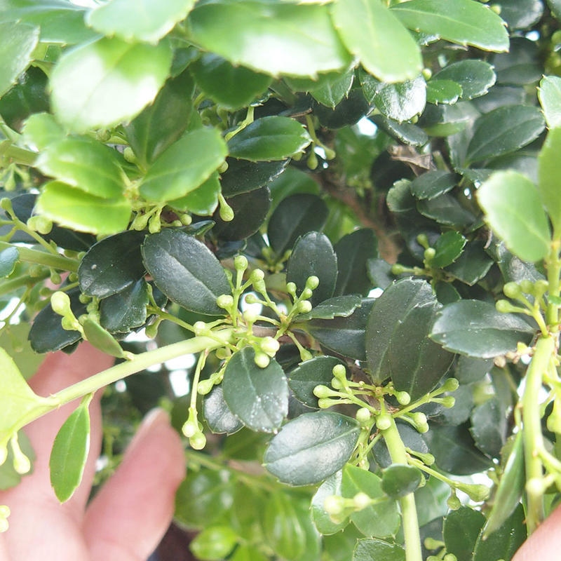 Kokedama z podstawką – Ilex crenata – ostrokrzew
